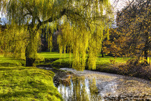 Willow Tree By The Pond