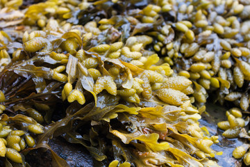 Bladderwrack (Fucus vesiculosus) seaweed closeup