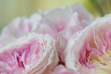 Canvas Print - Pink flower decoration, hydrangea flower