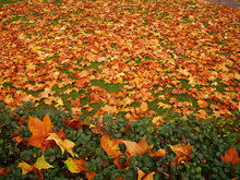 Yellow Leaves Scattered Along The Footpath