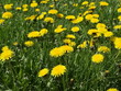 Yellow dandalion meadow