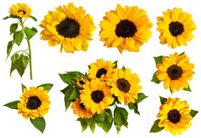 Set Of Photos Of Shiny Yellow Sunflowers, Isolated On White