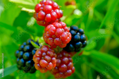 Fotografija Large blackberries ripen in the garden