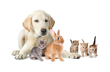 Wall Mural - Group of pets on white background. Animals friendship.