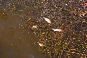 Wall Mural - Dead fish on the polluted water