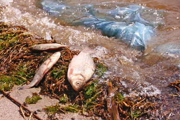 Wall Mural - Dead fish on the river coast