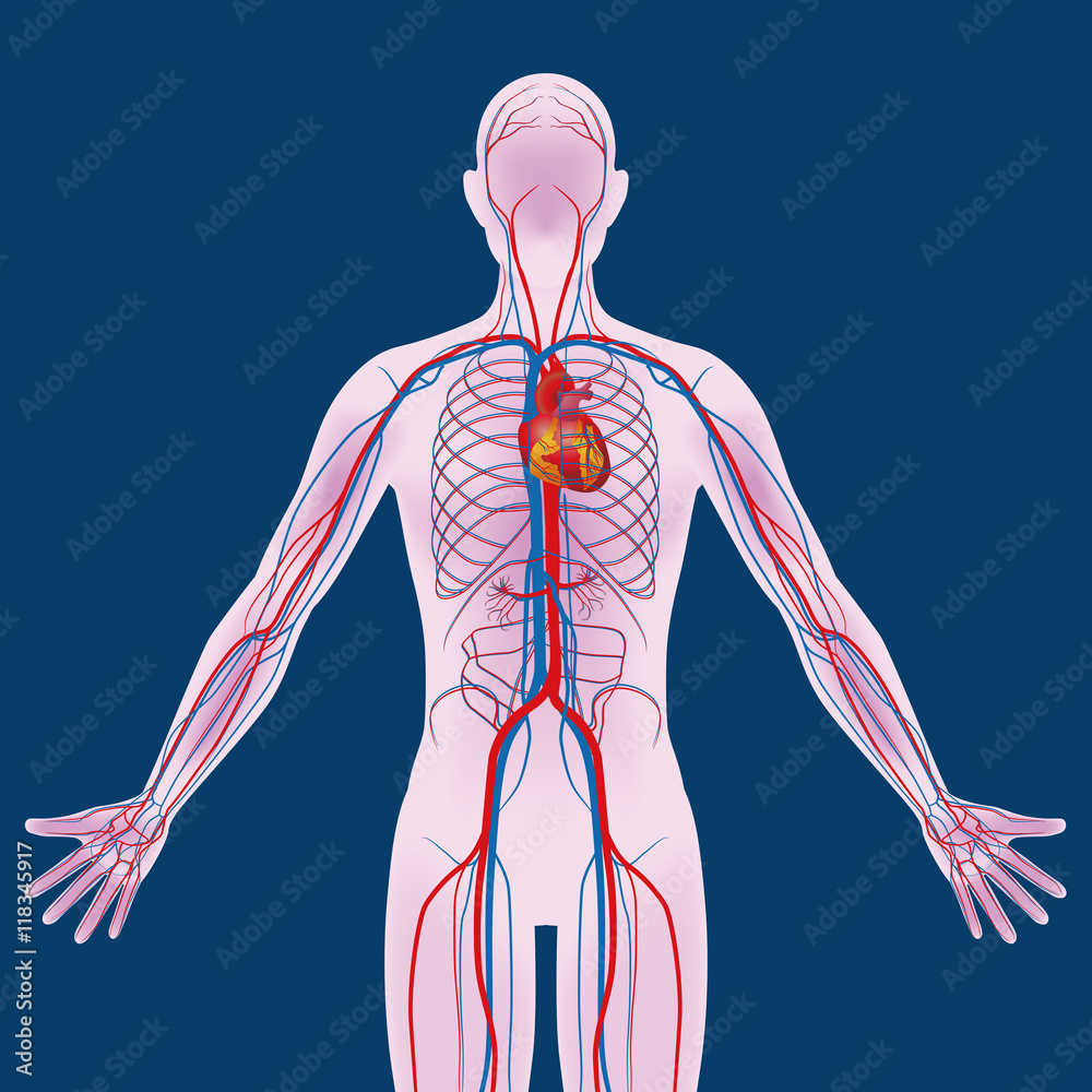 human body and circulatory system, vector diagram Stock Vector | Adobe ...