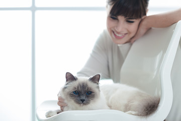 Sticker - Cute birman cat lying on a chair