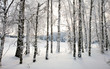 © salman2 - winter landscape