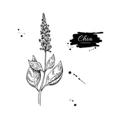 Sticker - Chia plant vector superfood drawing. Isolated hand drawn  illust