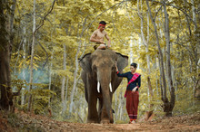 Man Riding Elephant While Woman Walking In Forest