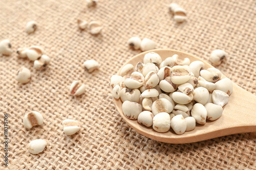 Fotografie, Obraz Job's tears on wooden spoon with Job's tears scattered on the sack cloth fabric background, Job's tears, Millet grains, Organic