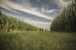 © John Fedele/Blend Images - Caucasian family walking in corn field