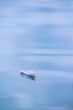Single white feather floating in water