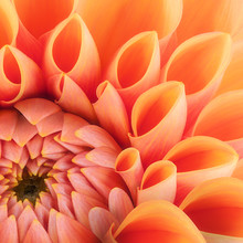 Orange Flower Petals, Close Up And Macro Of Chrysanthemum, Beautiful Abstract Background