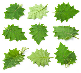 Wall Mural - green leaves of eggplant isolated on white background