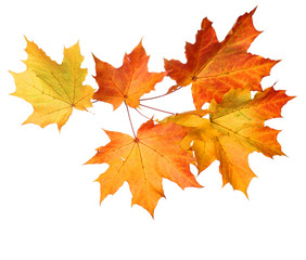 autumn falling leaves on white background .top view, flat lay