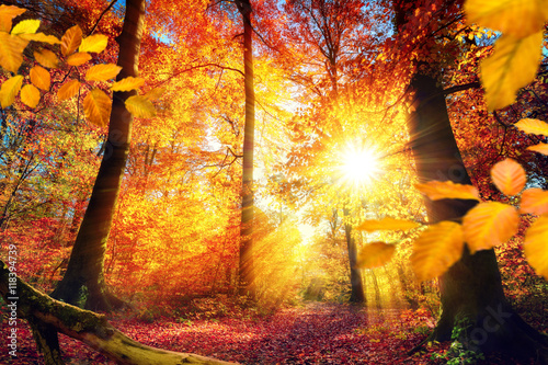 Cuadros en Lienzo Pintoresco otoño en el bosque con un montón de sol y colores vibrantes