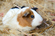 Cute Red And White Guinea Pig Close-up. Pet In Its House
