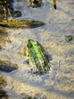 Green frog in a swamp