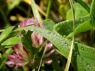 Wall Mural - Rain drops on grass blade after rain