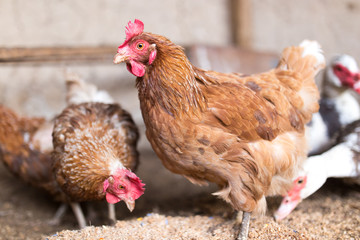 Poster - red chicken on a farm in nature