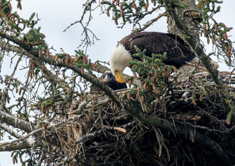 Sticker - Bald eagle nest in Alaska