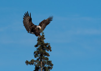 Sticker - bald eagle landing in a tree