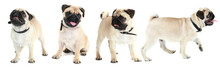 Funny, Cute And Playful Pug Dog Collection Isolated On White