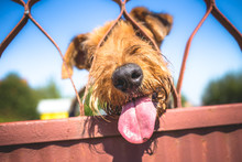 Funny Airedale Terrier Dog