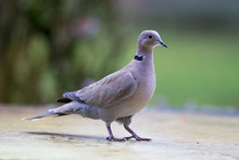 Collared Turtle-dove, European Migratory Big Bird Over Green Background