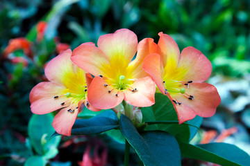 Beautiful flower display inside Singapore botanical garden