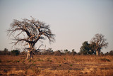 Fototapeta Sawanna - baobab na afrykańskiej sawannie