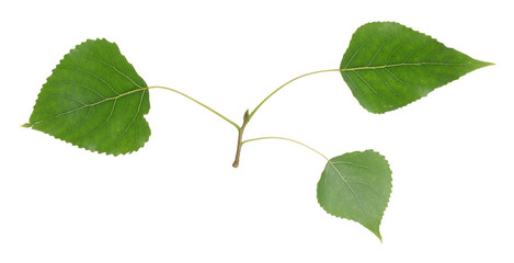 Wall Mural - Balsam poplar, Populus balsamifera twig isolated on white background