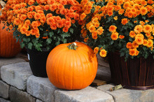 Pumpkin With Yellow Chrysanthemum For Halloween Decoration
