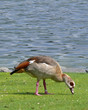© TwilightArtPictures - Nilgans (Neobiota) am heimischen Gewässer