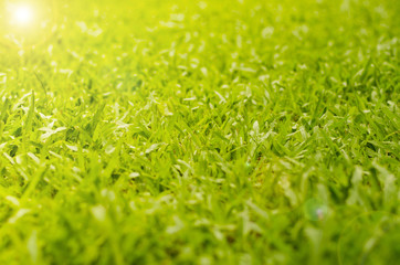 Wall Mural - abstract natural backgrounds grass