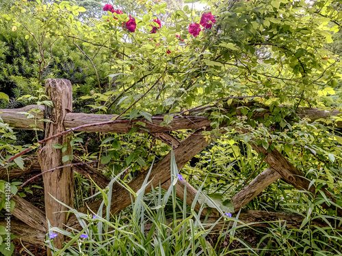 Shakespeare Garden Central Park New York City Buy This Stock