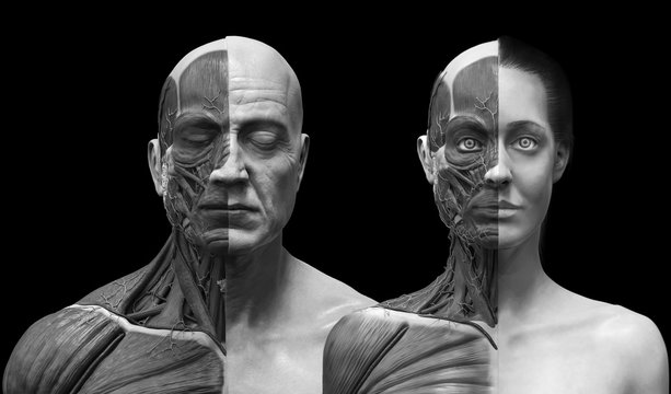 human anatomy background , medical reference image , muscle anatomy of the face neck chest and shoulder ,realistic 3D rendering in black and white