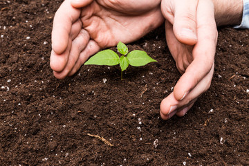 two hands holding and caring a young green plant