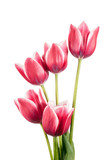 Fototapeta Tulipany - Tulips