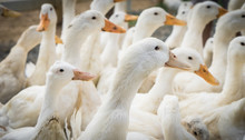 Group Of Farm White Duck Facing Same Way