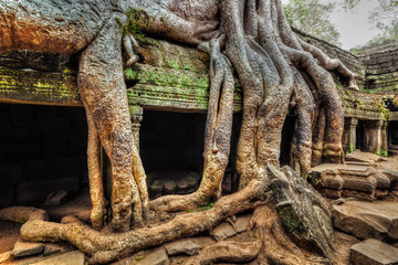 Fototapete - Ancient ruins and tree roots, Ta Prohm temple, Angkor, Cambodia 