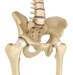 Medical accurate illustration : Pelvic area anatomy , 3d render