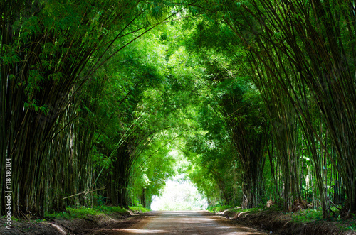 Dekoracja na wymiar  drzewa-bambusowe-tunelu-i-chodnik