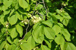 The blossoming elm rough, a form  drooping  (Ulmus glabra Huds.,