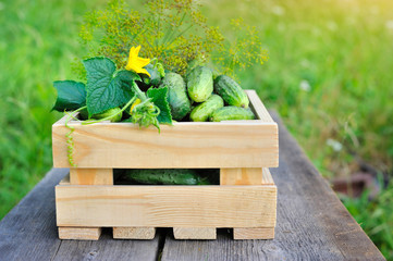 Sticker - Fresh cucumbers in wooden box on the wooden table outdoor