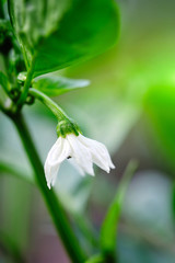 Wall Mural - Green Bell pepper's cute white flower (Capsicum annuum)