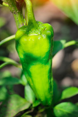 Sticker - Green pepper plant with fruit (Capsicum annuum)