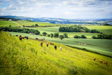 Fototapeta Las - A herd of cows in a field in Scotland,Scottish summer landscape, East Lothians, Scotland, UK
